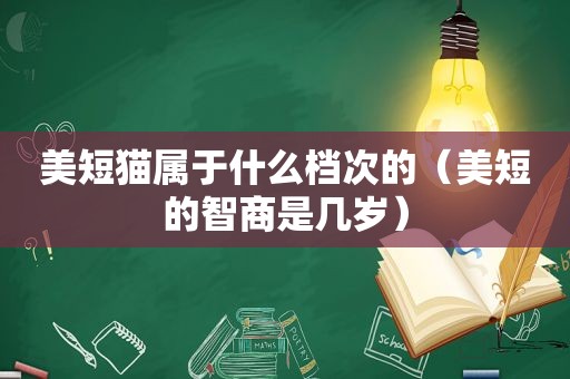 美短猫属于什么档次的（美短的智商是几岁）