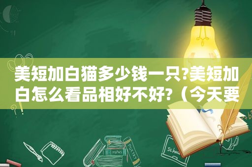 美短加白猫多少钱一只?美短加白怎么看品相好不好?（今天要去宠物店买美短加白猫）