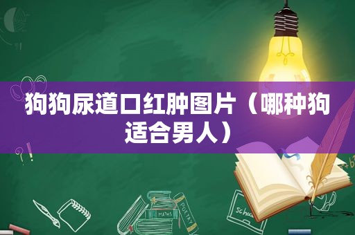 狗狗尿道口红肿图片（哪种狗适合男人）