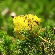 阅读苏轼诗词感受（阅读苏轼诗词感受）