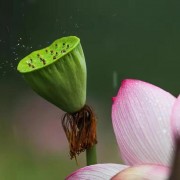 古诗词梅字作仄音（8字咏梅古诗加拼音）