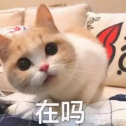 猫咪为什么总是对着你喵喵叫？它其实想告诉你这六件事