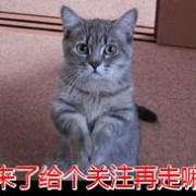猫咪为什么总是对着你喵喵叫？它其实想告诉你这六件事