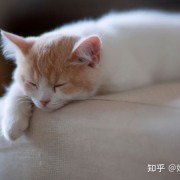 猫咪为什么总是对着你喵喵叫？它其实想告诉你这六件事