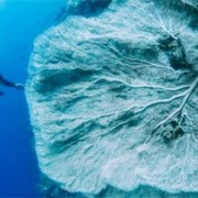 菲律宾潜水必去地方推荐(潜水打卡点)- 华商签证讲解