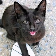猫咪为什么总是对着你喵喵叫？它其实想告诉你这六件事