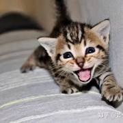 猫咪为什么总是对着你喵喵叫？它其实想告诉你这六件事