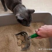 猫咪为什么总是对着你喵喵叫？它其实想告诉你这六件事