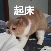 猫咪为什么总是对着你喵喵叫？它其实想告诉你这六件事