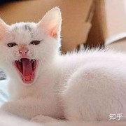 猫咪为什么总是对着你喵喵叫？它其实想告诉你这六件事